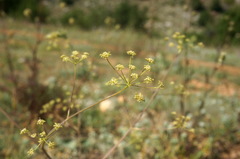 Rumia crithmifolia