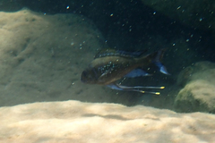 Ophthalmotilapia