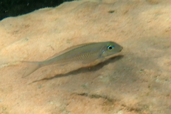 Asprotilapia leptura
