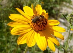 Eristalis bogotensis