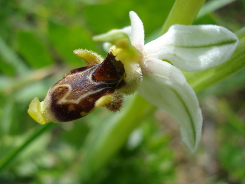 Ophrys scolopax image