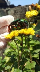 Chrysophora chrysochlora