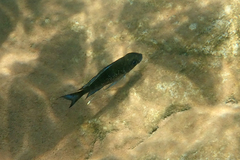 Ophthalmotilapia