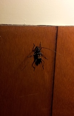 Phoracantha semipunctata