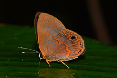 Euselasia violetta