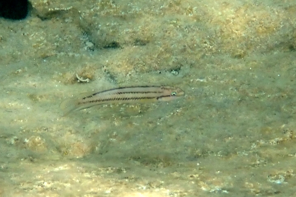 Two Banded Cichlid