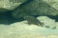 Northern Tanganyika Clown photo 4