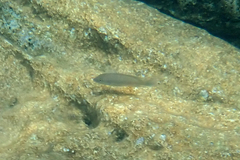 Neolamprologus mondabu