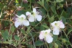 Capparis sicula