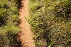 Inulanthera leucoclada