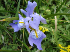 Iris unguicularis image