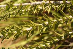 Inulanthera leucoclada