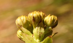 Inulanthera leucoclada