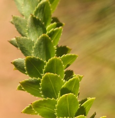 Inulanthera leucoclada