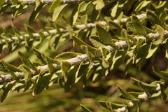 Inulanthera leucoclada