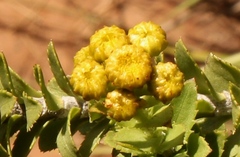 Inulanthera leucoclada