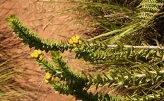 Inulanthera leucoclada