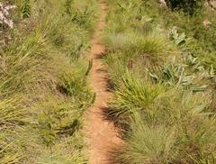 Inulanthera leucoclada