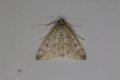 Hahncappsia pergilvalis