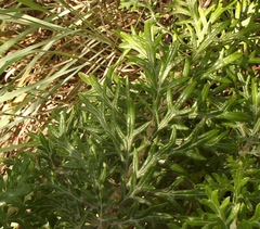 Senecio haygarthii