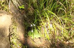 Streptocarpus pentherianus