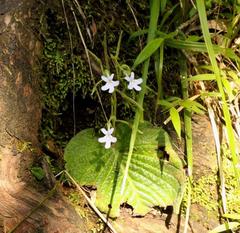 Streptocarpus pentherianus