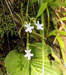 Streptocarpus pentherianus
