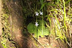 Streptocarpus pentherianus