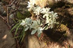 Helichrysum sutherlandii