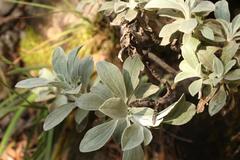 Helichrysum sutherlandii