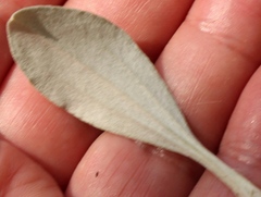 Helichrysum sutherlandii