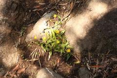 Hypoxis parvula parvula