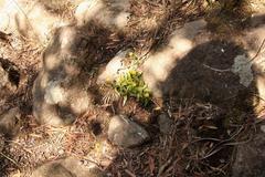 Hypoxis parvula parvula