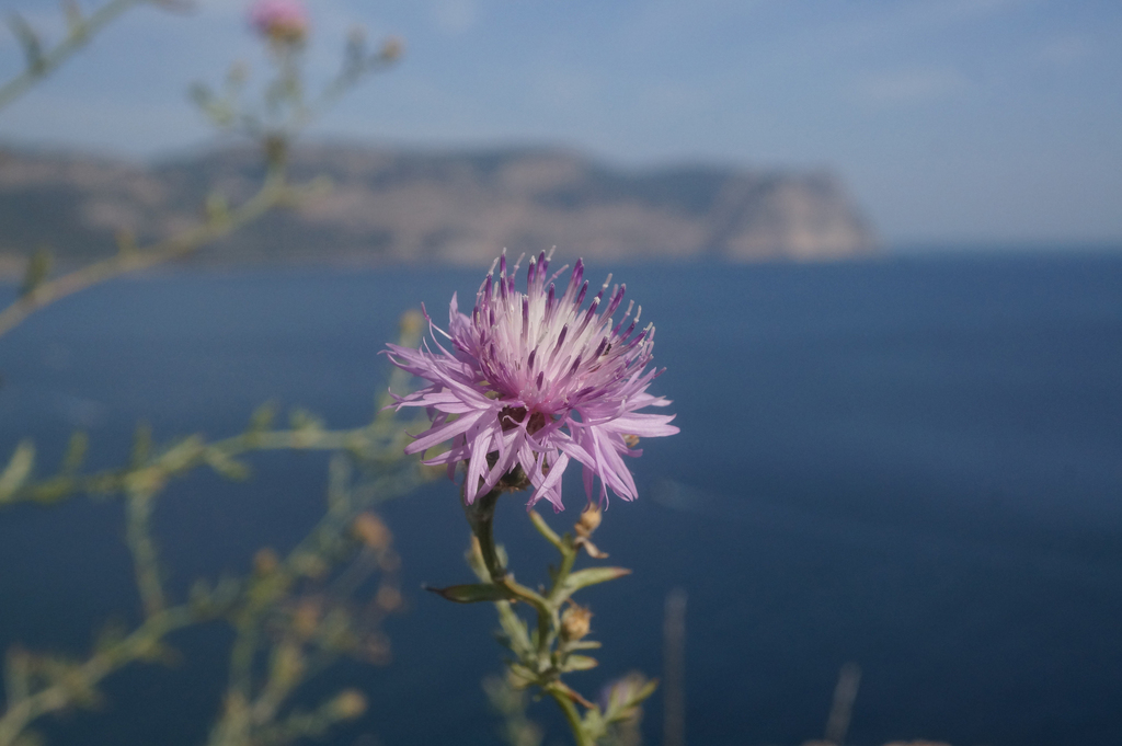 Centaurea compereana
