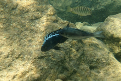 Featherfin photo 4