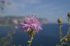 Centaurea comperana