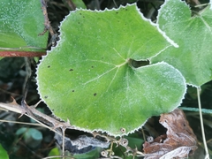 Petasites pyrenaicus