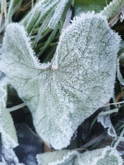 Petasites pyrenaicus