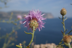 Centaurea comperana
