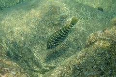 Lobochilotes labiata