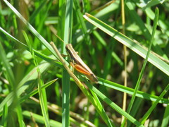 Dichroplus elongatus