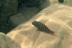 Northern Tanganyika Clown photo 2