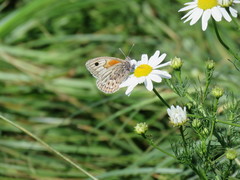 Argyrophorus argenteus