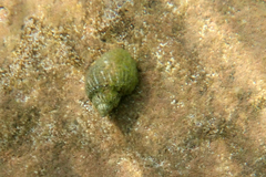 Lavigeria