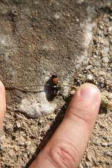 Ronisia brutia minoensis