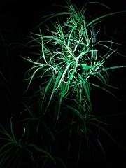 Podocarpus parlatorei