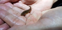 Rhinogobius brunneus
