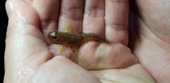 Rhinogobius brunneus