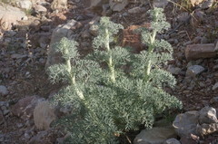 Seseli dichotomum