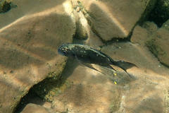 Featherfin photo 5